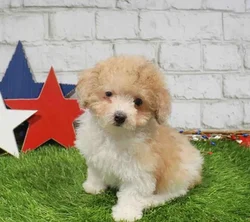 Female Maltipoo puppy for sale at Puppy Station GA.