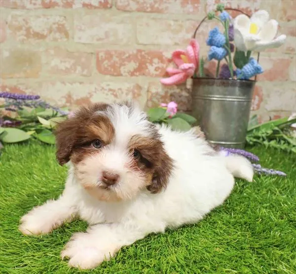 Male Havanese puppy for sale at Puppy Station GA.