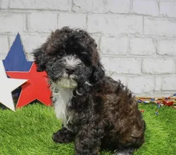 Female Poodle puppy for sale at Puppy Station GA.