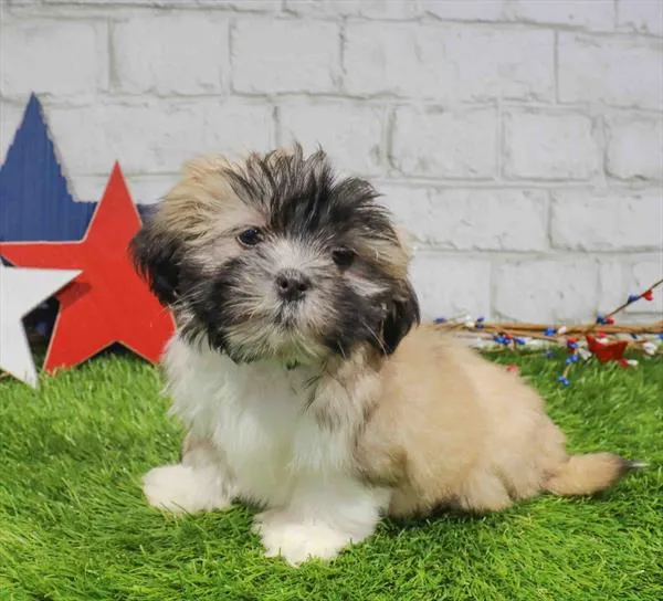 Male Lhasa Apso puppy for sale at Puppy Station GA.