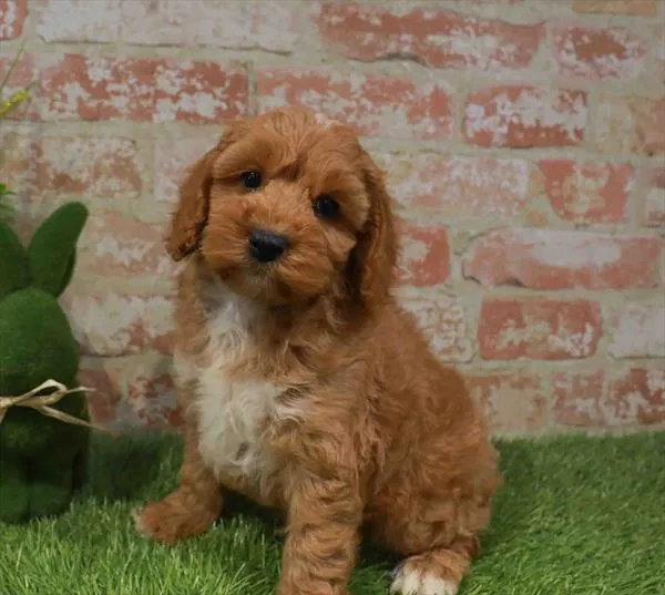 Male Cockapoo puppy for sale at Puppy Station GA.