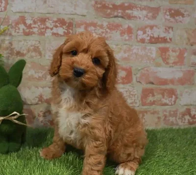 Male Cockapoo puppy for sale at Puppy Station GA.