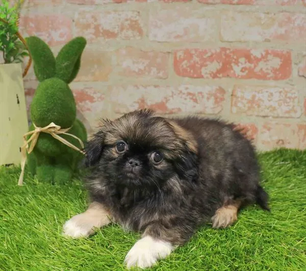 Male Pekingese puppy for sale at Puppy Station GA.