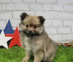 Female Pomeranian puppy for sale at Puppy Station GA.