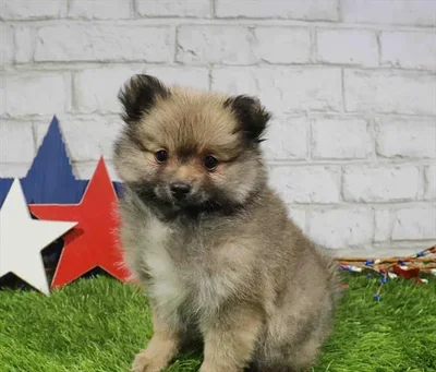 Female Pomeranian puppy for sale at Puppy Station GA.