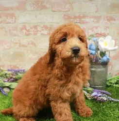 Male Goldendoodle Mini 2Nd Gen puppy for sale at Puppy Station GA.