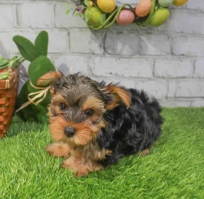 Male Yorkie-Poo puppy for sale at Puppy Station GA.