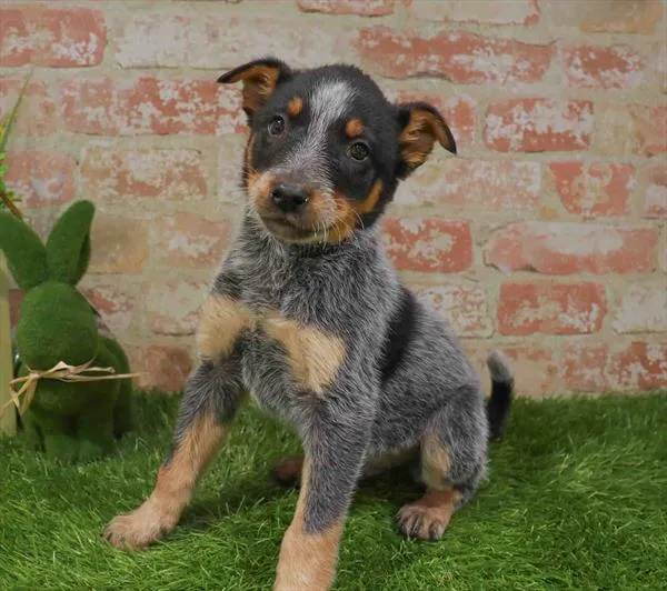 Male Australian Cattle Dog puppy for sale at Puppy Station GA.