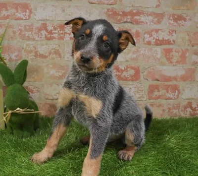 Male Australian Cattle Dog puppy for sale at Puppy Station GA.