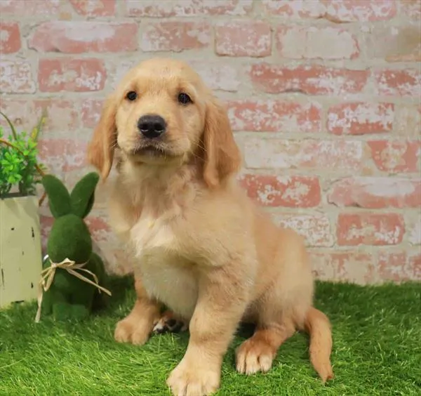 Male Golden Retriever puppy for sale at Puppy Station GA.
