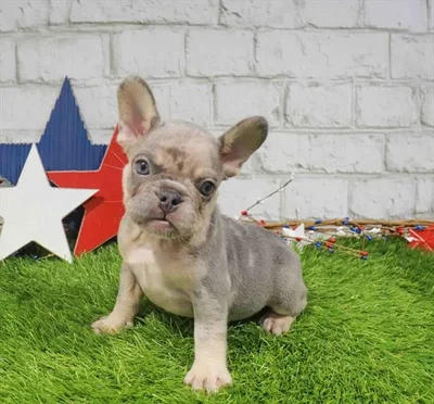 Male French Bulldog puppy for sale at Puppy Station GA.
