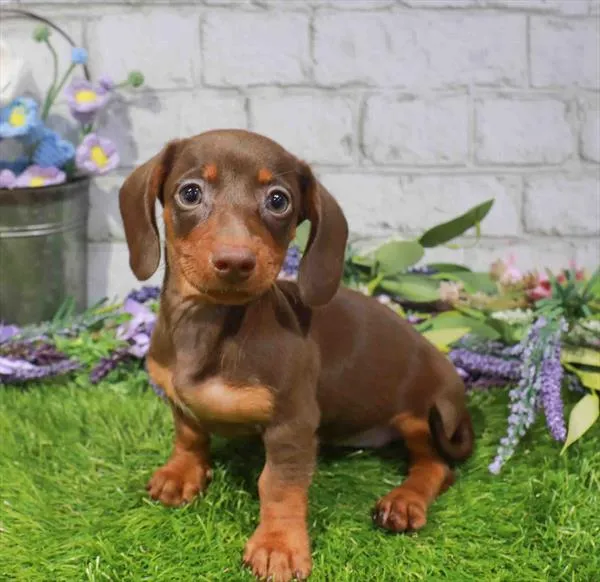Female Dachshund puppy for sale at Puppy Station GA.