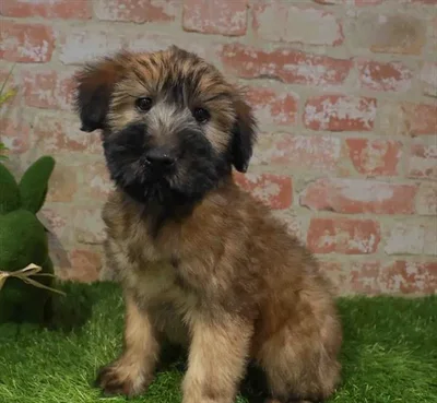 Female Soft Coated Wheaten Terrier puppy for sale at Puppy Station GA.