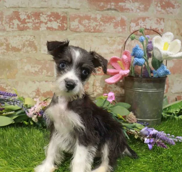 Male Mini Schnauzer puppy for sale at Puppy Station GA.