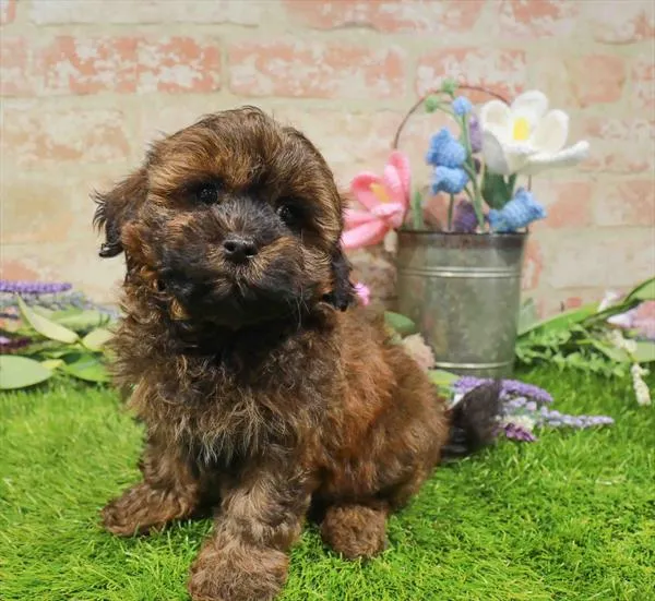 Female Shipoo puppy for sale at Puppy Station GA.