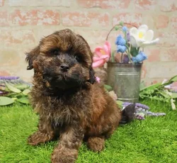 Female Shipoo puppy for sale at Puppy Station GA.