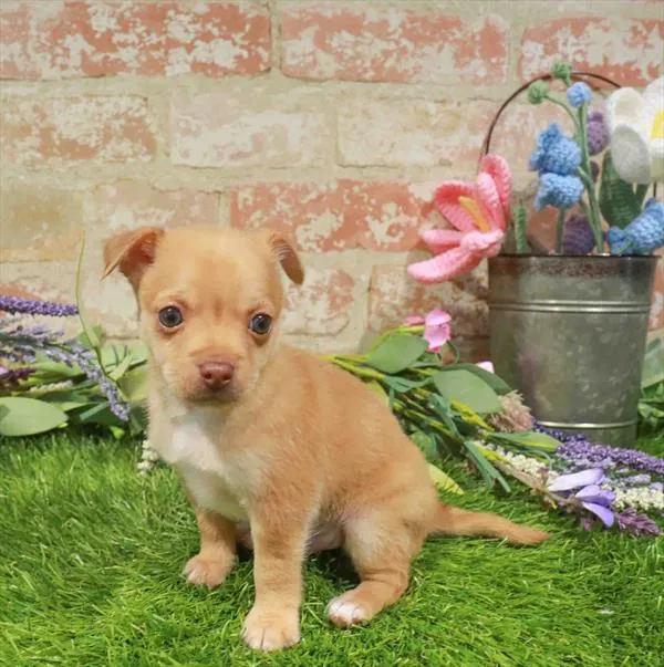 Male Chihuahua puppy for sale at Puppy Station GA.