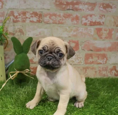 Male Pug puppy for sale at Puppy Station GA.