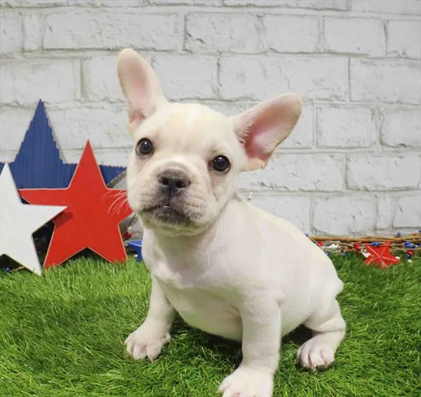 Male French Bulldog puppy for sale at Puppy Station GA.