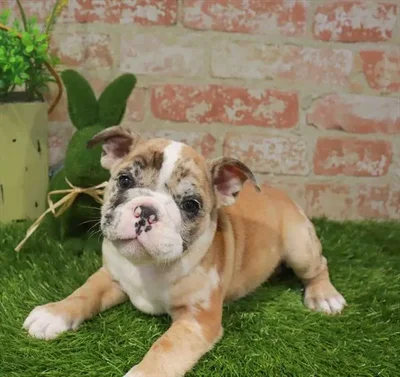 Female English Bulldog puppy for sale at Puppy Station GA.