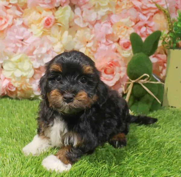 Male Havapoo puppy for sale at Puppy Station GA.