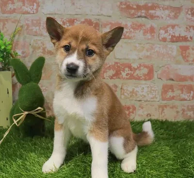 Female Shiba Inu puppy for sale at Puppy Station GA.