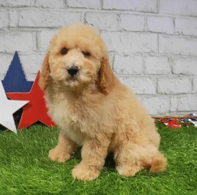 Male Goldendoodle Mini 2Nd Gen puppy for sale at Puppy Station GA.