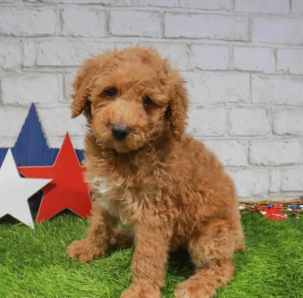 Female Standard Poodle puppy for sale at Puppy Station GA.