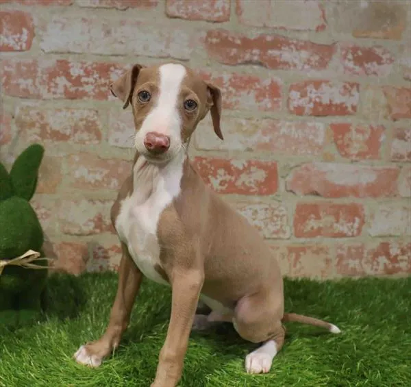 Male Italian Greyhound puppy for sale at Puppy Station GA.