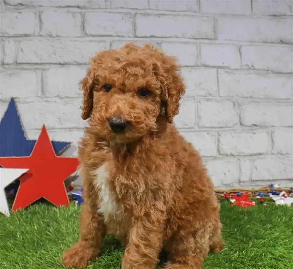 Male Standard Poodle puppy for sale at Puppy Station GA.