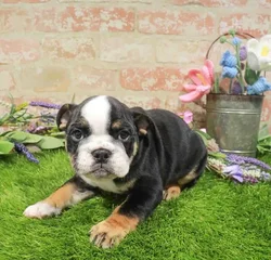 Male English Bulldog puppy for sale at Puppy Station GA.