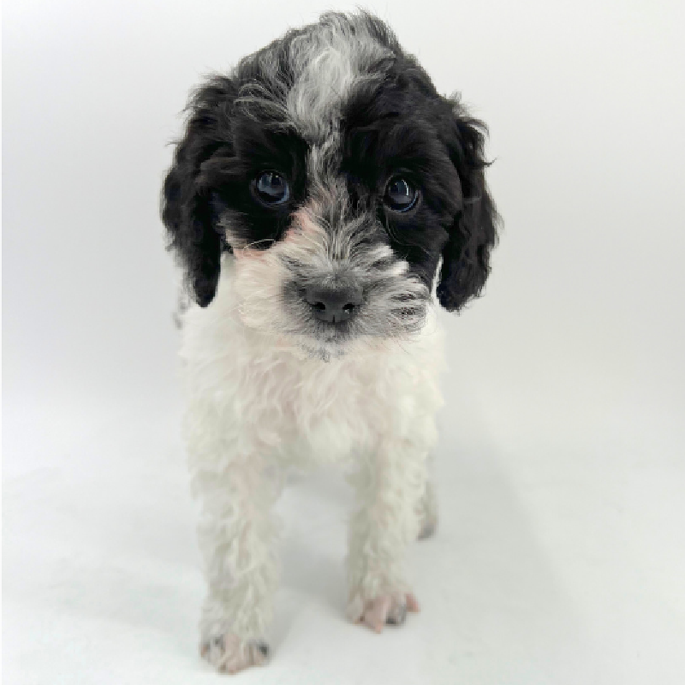 Female 2nd Gen Cockapoo Puppy for Sale in Marietta, GA image