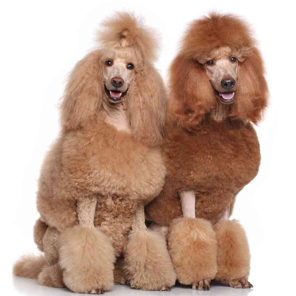Standard Poodle Puppies for Sale image