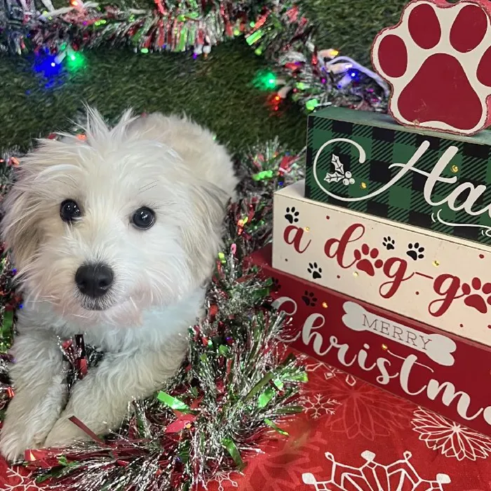 Male Hava-Chon Puppy for Sale in Marietta, GA