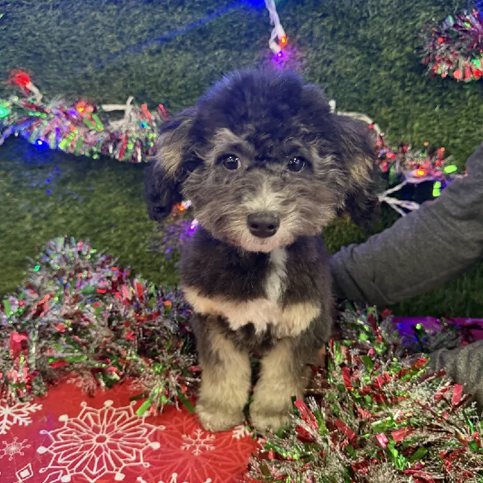 Female Havapoo Puppy for Sale in Marietta, GA