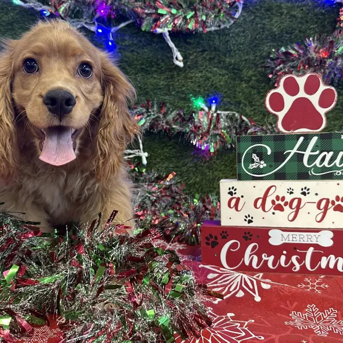 Male Cockalier Puppy for Sale in Marietta, GA