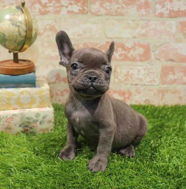 Male French Bulldog puppy for sale at Puppy Station GA.