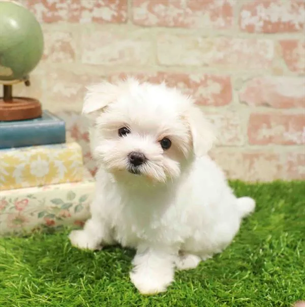 Female Maltese puppy for sale at Puppy Station GA.