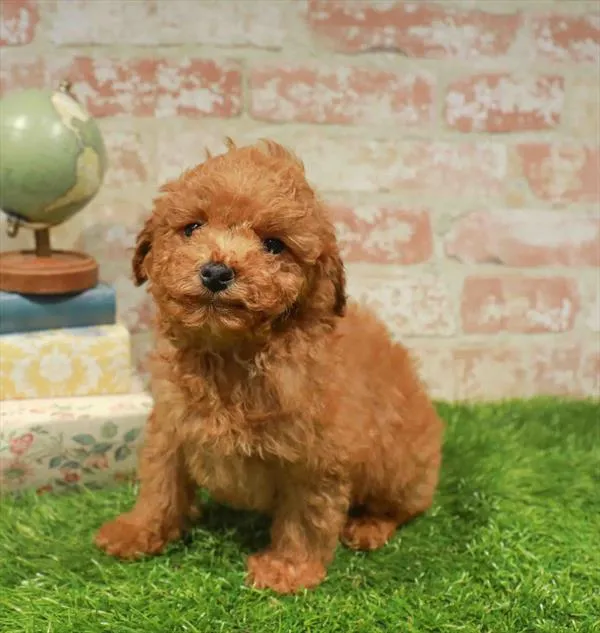 Male Poodle puppy for sale at Puppy Station GA.