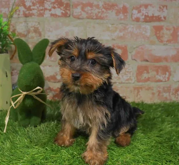 Male Yorkie puppy for sale at Puppy Station GA.