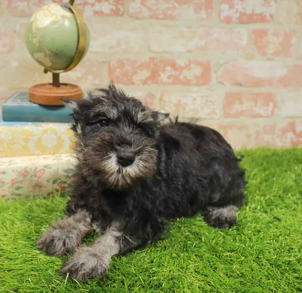 Female Mini Schnauzer puppy for sale at Puppy Station GA.