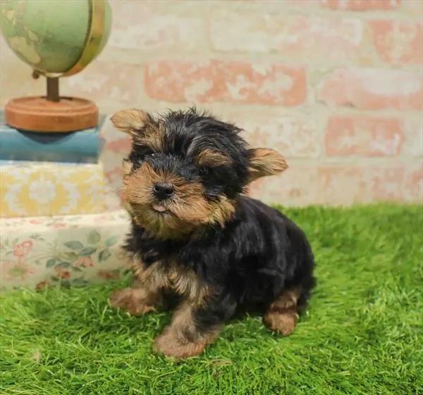Male Yorkie puppy for sale at Puppy Station GA.