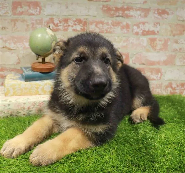Male German Shepherd puppy for sale at Puppy Station GA.