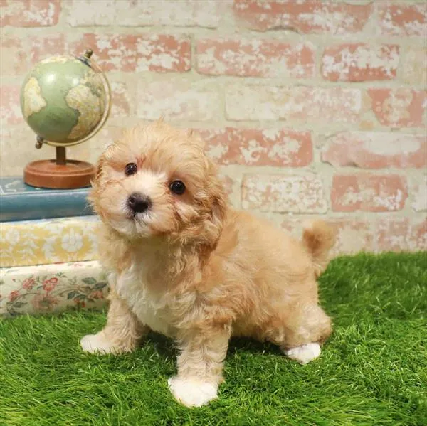 Female Maltipoo puppy for sale at Puppy Station GA.