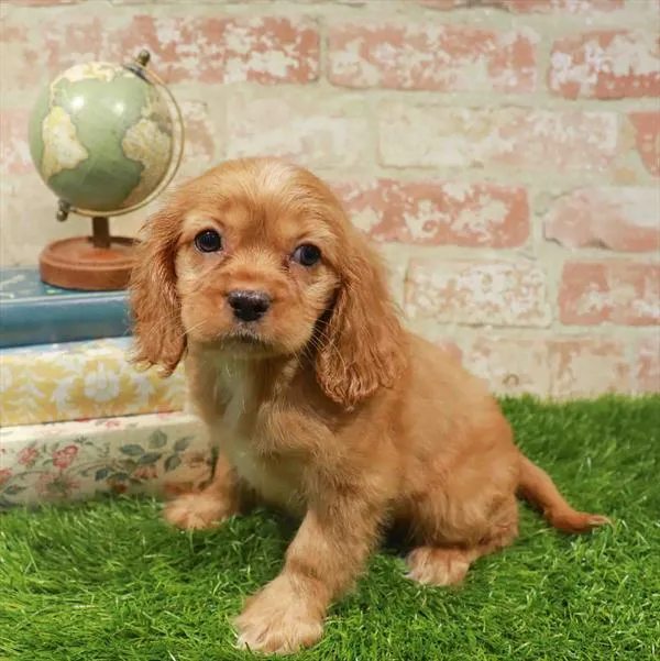 Female Cockalier puppy for sale at Puppy Station GA.