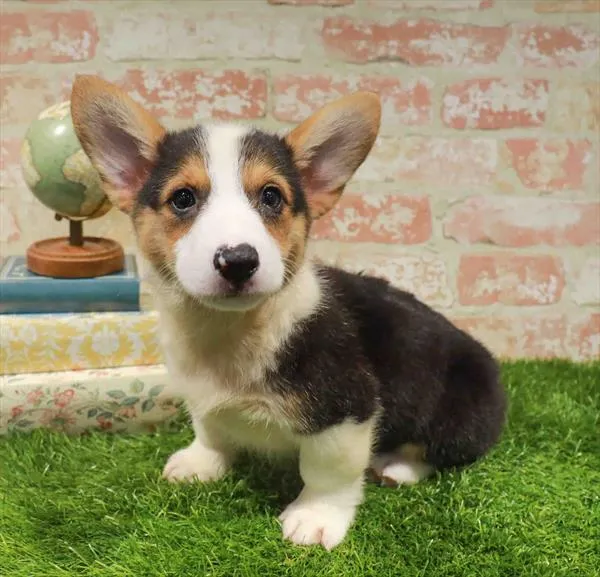Male Pembroke Welsh Corgi puppy for sale at Puppy Station GA.