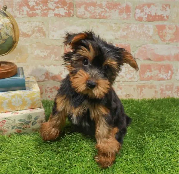 Female Yorkie puppy for sale at Puppy Station GA.