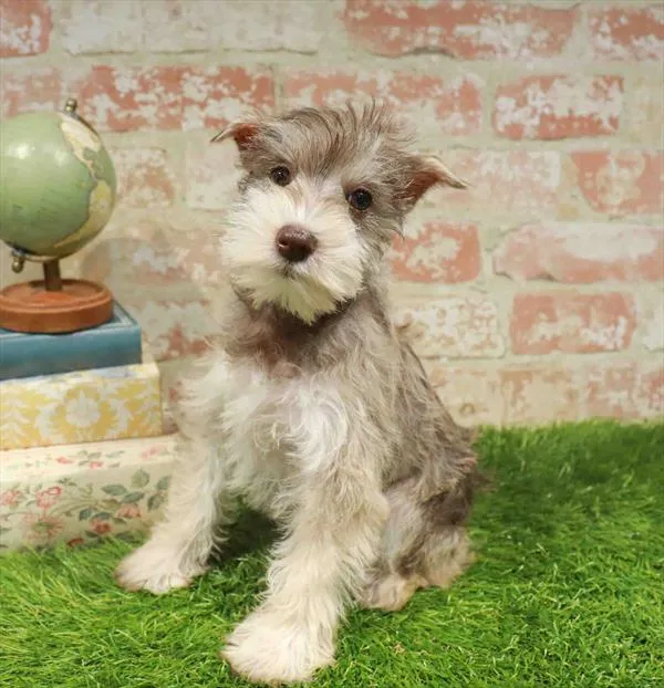 Female Mini Schnauzer puppy for sale at Puppy Station GA.