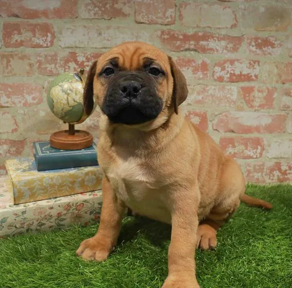 Male Bullmastiff puppy for sale at Puppy Station GA.