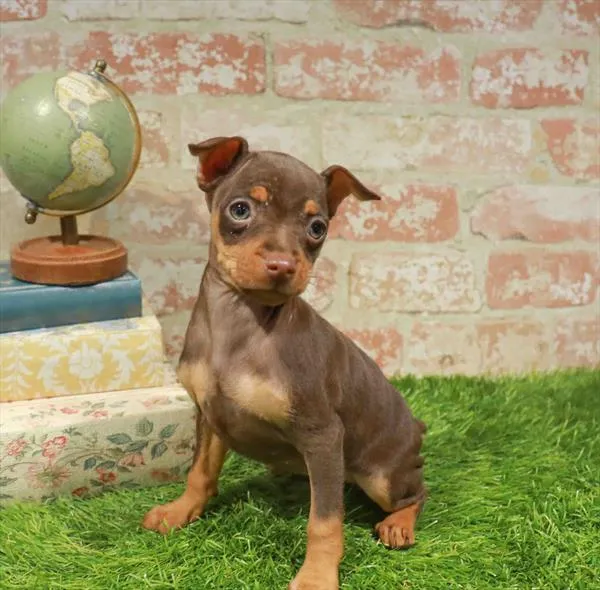 Female Min Pin puppy for sale at Puppy Station GA.